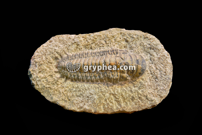 Trilobite (Crotalocephalus, Dévonien) - gryphea.com